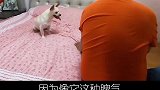 说实话训练奔奔跟主人交流的时候我们都想放弃训练了