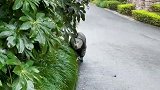 狗子穿上雨衣和鞋子，出来散步的搞笑操作！