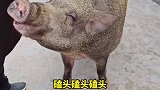 师傅4年前救起一头野山猪如今成寺庙团宠