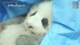 熊猫宝宝-妈妈生我的时候墨水不够了，其实熊家真的是大熊猫