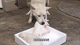 小刺猬被主人偷出来玩，被刺猬妈妈发现后，请憋住别笑