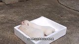 小刺猬被主人偷出来玩，被刺猬妈妈发现后，请憋住别笑