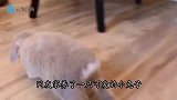 兔子的尾巴是拉粑粑的开关？主人一按就拉，就算睡着了也能拉