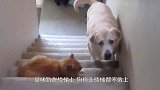 主人把芝士片丢在猫咪脸上，接下来憋住别笑，吓的爪子都张开了！