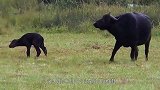 狮子袭击水牛，水牛妈妈为保护小牛没有跑，结果依旧很悲惨