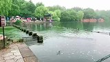 西湖的鱼“跃龙门”被砸下巴，这鱼吃了怕是会影响智商