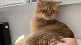 正经的小公猫应该不会做这个动作吧萌宠出道计划