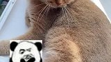 正经的小公猫应该不会做这个动作吧