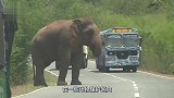 犀牛发疯似的冲撞车辆，游客吓得尖叫声不断，镜头拍下全过程！