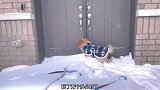 狗为什么这么喜欢玩雪？给爱玩雪的狗子造个雪窝