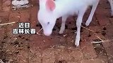两只梅花鹿生下“小白鹿”