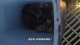 一只在下水道口徘徊的野鸭，成功让消防员撬开下水道井盖