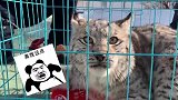 民警巡逻救下受伤猞猁，这只暴躁“大猫”你敢撸吗？