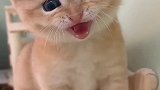 这么可爱的小猫咪