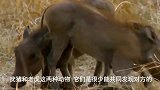 百兽之王老虎偷袭疣猪，森林之王狮子进攻水牛，谁是最强王者！