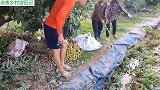 荔枝园出现毒蛇奶奶不敢劳作，大胆小伙徒手捉眼镜蛇十分大胆