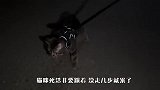 铲屎官想出门一趟，结果猫咪死活非要跟着，看完忍住别笑