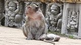 天空阴沉，猴妈的伤悲令人动容，老来得子却意外失去