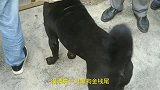 农村狗市现在土狗真贵！狗市一只金钱尾黑公报价一样被买主拿下