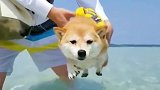 柴犬这狗刨式的游泳萌不萌？太聪明可爱了，好想上去亲一口