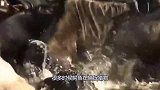 狮子作死挑衅河马，惨遭暴躁河马一口“爆头”！镜头记录全过程