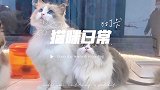 跟着猫的细步，静静地弓腰，蹲着俯瞰