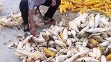 远亲不如近邻女子全家在地里干活，两亩地的玉米堆在门口