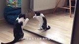 猫咪和主人打乒乓球，橘猫：尽管发球，就没有本大王接不住的