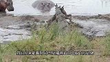 鳄鱼误闯河马大本营，被20头河马轮番输出，没见鳄鱼这么惨过