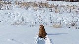 这就是东北的狗子，雪地里拍到的一幕，这是什么情况？