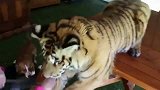 跟主人玩游戏的大老虎，一脸憨憨的模样：这人惹不起