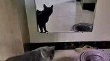 刚出生的小猫会抓老鼠，大猫在一旁冷眼观看！