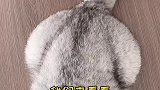 听说这不是肥猫而是飞猫。