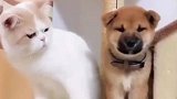 猫咪和狗狗的小时候和现在，以前有多嫌弃现在就有多喜欢