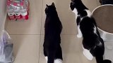 两只猫咪观察泄气大米，又菜又爱玩，一点动静就被吓跑