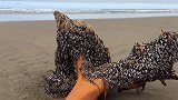 退潮后海滩惊现“幽灵树”，众人上前查看，瞬间“头皮发麻”！