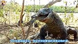 鳄鱼跟随巨蜥来到洞口，下一秒鳄鱼飞了出来，镜头记录精彩画面