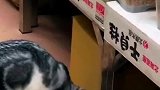 这猫今天又来偷吃了，一看就是惯犯了！