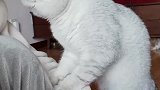 圈：打工猫的一天