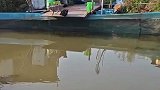 两只猫咪同步跳跃，这气势，你说它俩是豹子我都信