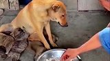 主人把猪蹄给坐月子的狗妈妈吃，狗妈妈没有吃，而是叫自己的妈妈来吃