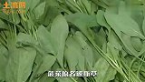 你知道菠菜的名字怎么来的吗？