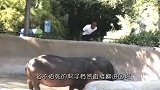 喝醉男子跑到动物园，跳进老虎的领地挑衅，镜头拍下全程