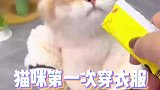 猫咪第一次穿衣服不会好好走路了