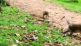 猴王抖威风，母猴只能跑