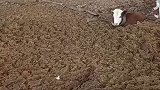 拖拉机拉陷入泥地的牛
