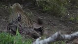 动物世界：平头哥蜜獾攻击花豹，这小家伙可不好惹！