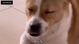 我以为你开始养猪了呢，原来养的是狗啊