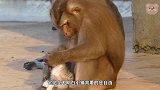 恶霸猴子逮住一只野猫，残忍的将它胡须一根根拔掉，简直是不当人