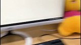 钝钝的高薪白领工作还有戏吗？？猫 搞笑 萌宠成精了 办公室养猫 萌宠 喵喵喵